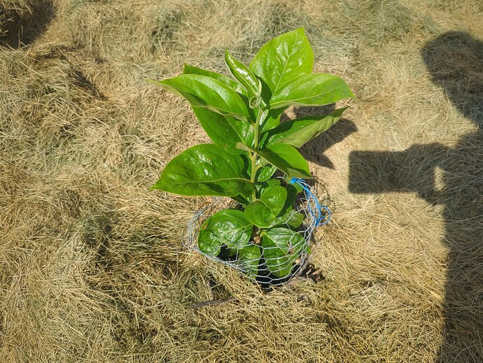 17245192681941423172521689765333