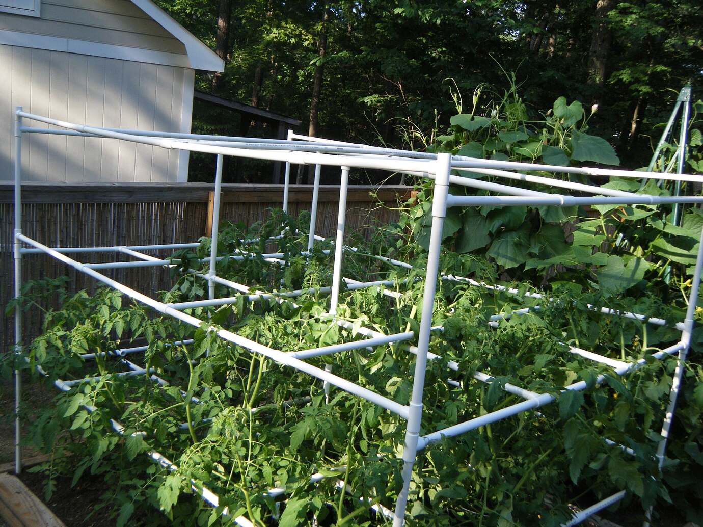 Anyone use homemade tomato cages? General Gardening Growing Fruit