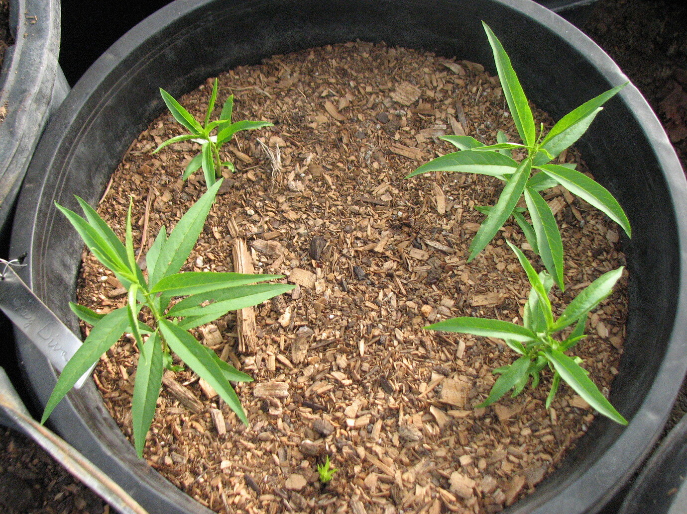 Pictures of apricot, nectarine, and pluot seedlings General Fruit