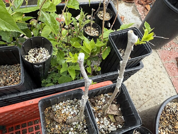 A049CB5F-1F6F-45E7-8D64-21BCD98E04EA_1_105_c