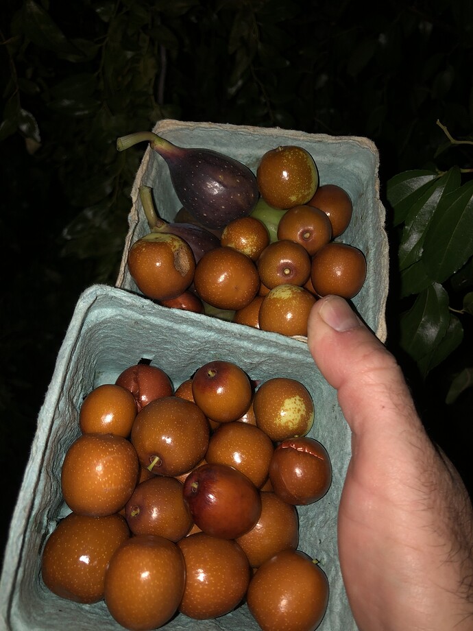 Jujube_so_ph_11-11-2021