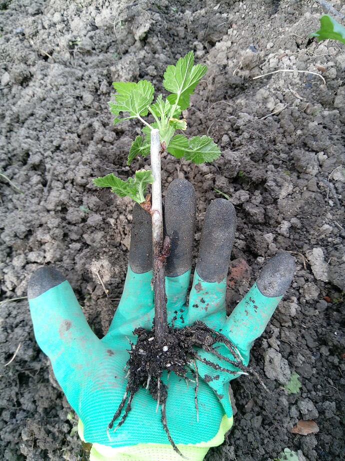 IMG_20240428_162523_518