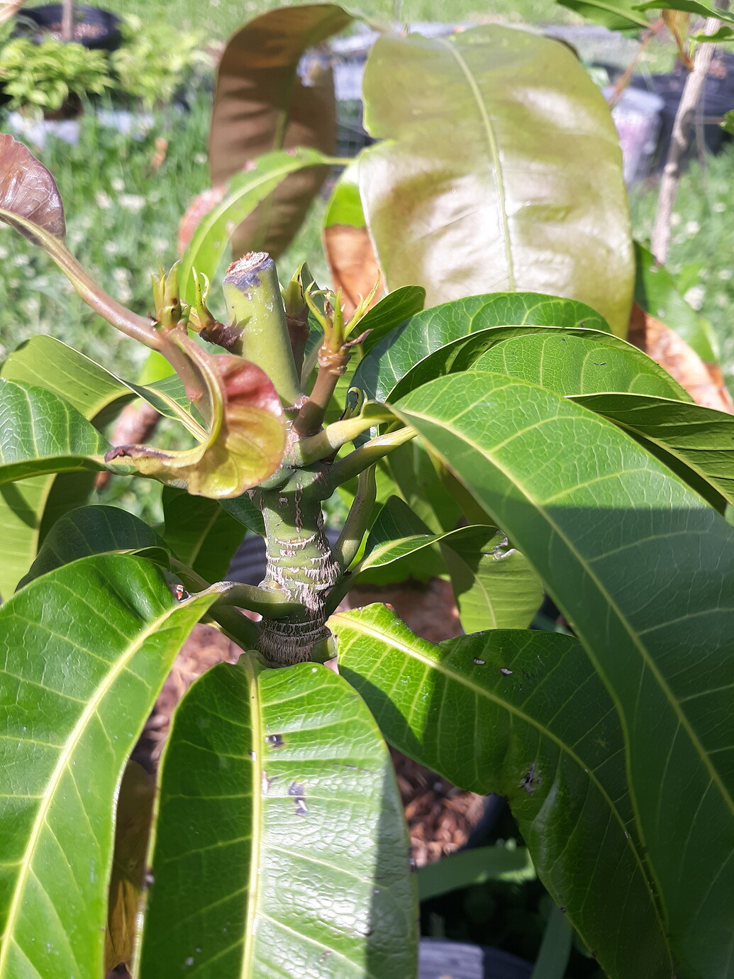 Growing Ataulfo mangos from seed General Fruit Growing Growing Fruit