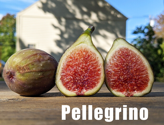 Pellegrino3