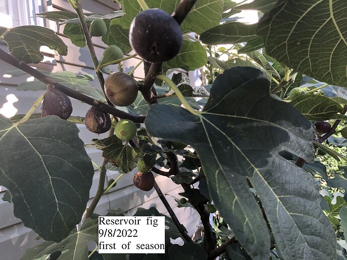 Reservoir_fig_09-08-2022