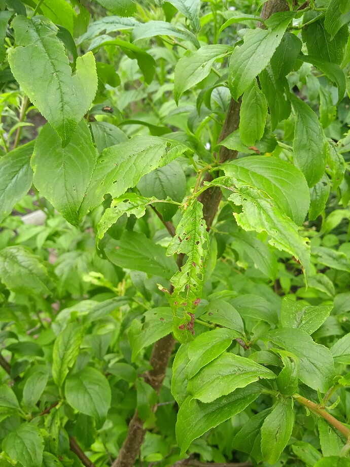 IMG_20240526_104228_1