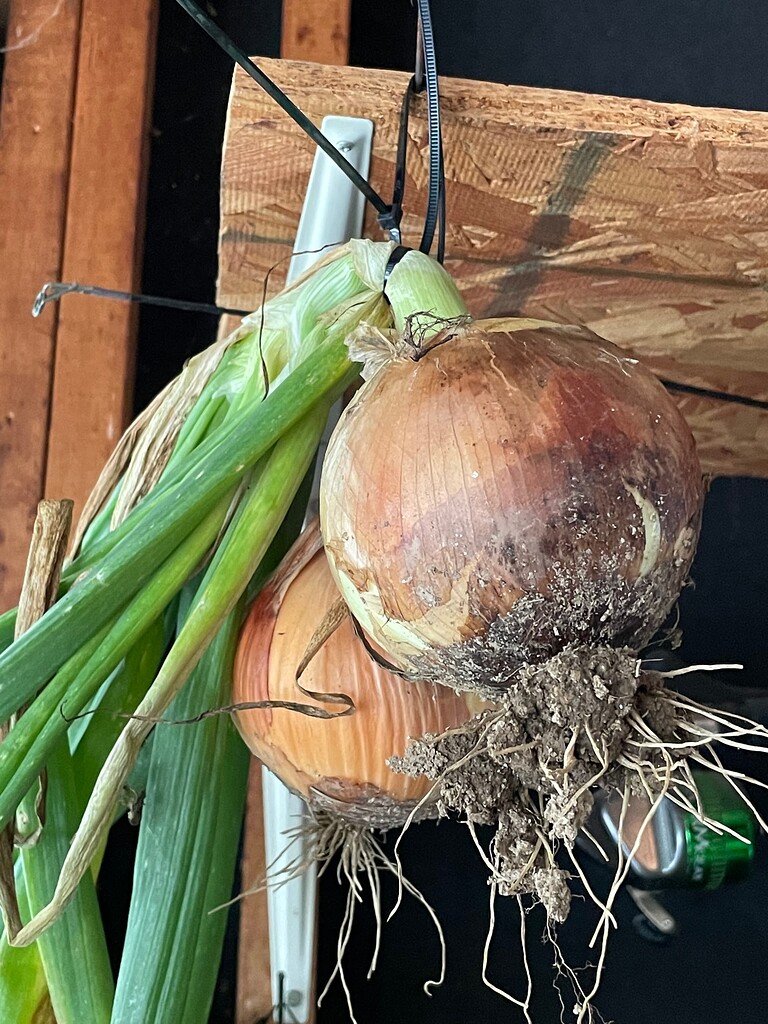 How do you cure onions? General Gardening Growing Fruit