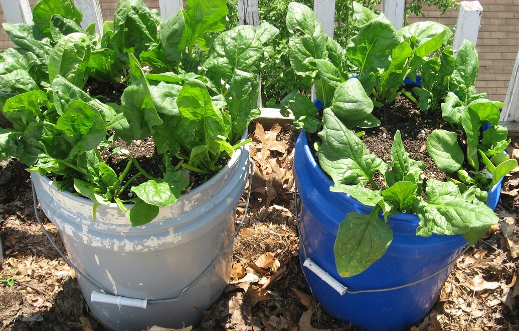 Growing spinach in 5 gallon buckets General Gardening Growing Fruit