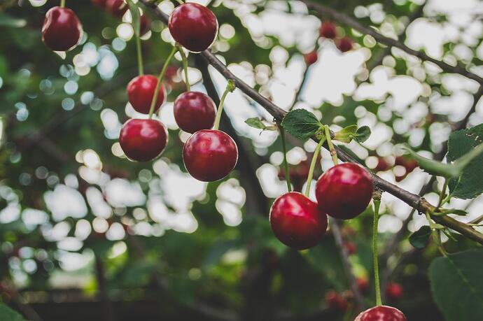 cherries-839864