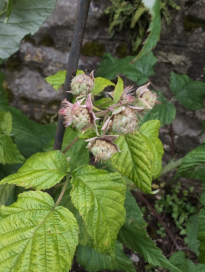 IMG_20240709_140911_115