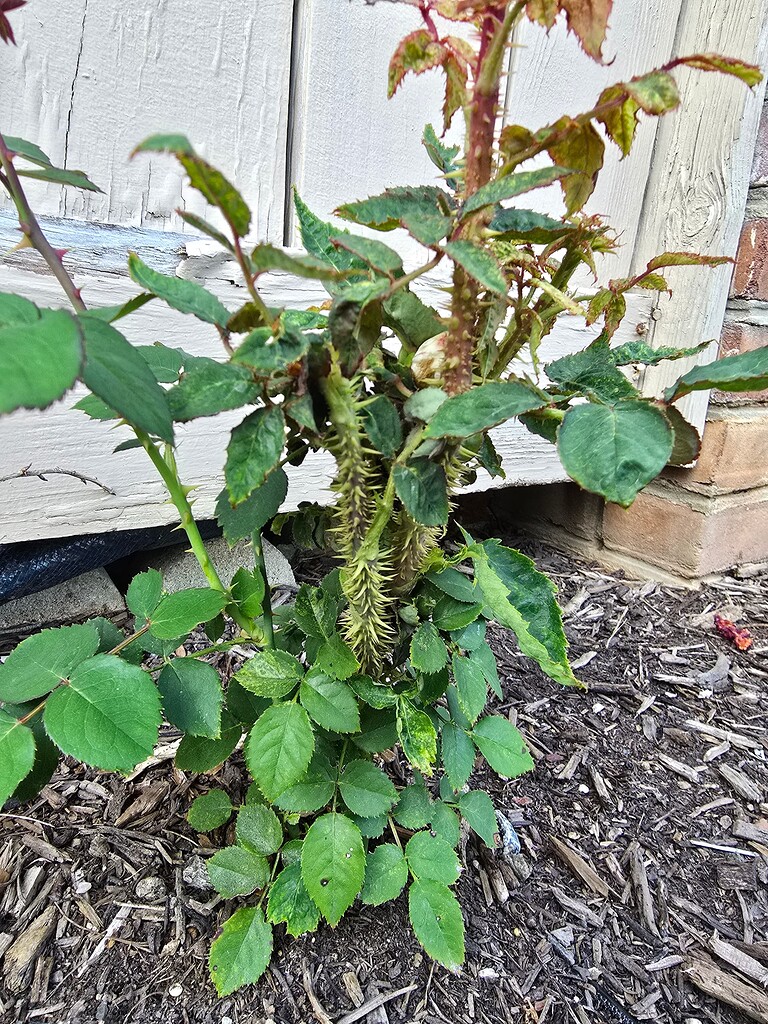 Rose Rosette Disease General Gardening Growing Fruit Rose Rosette Disease General Gardening Growing Fruit