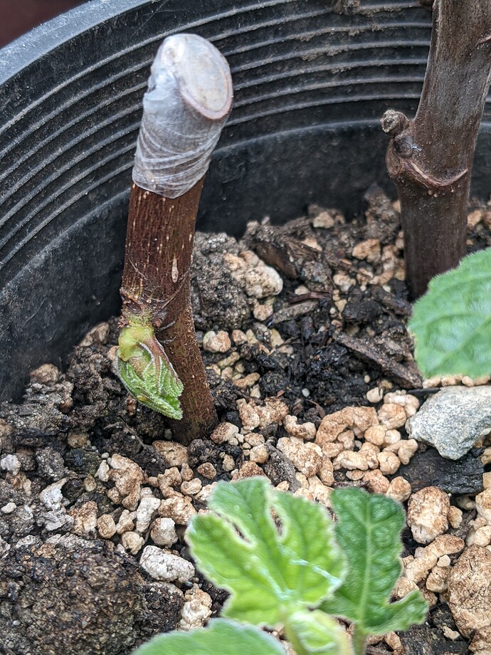 PXL_20220515_185956788