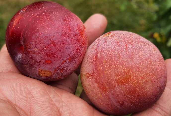burbank plum 07-31-21 1