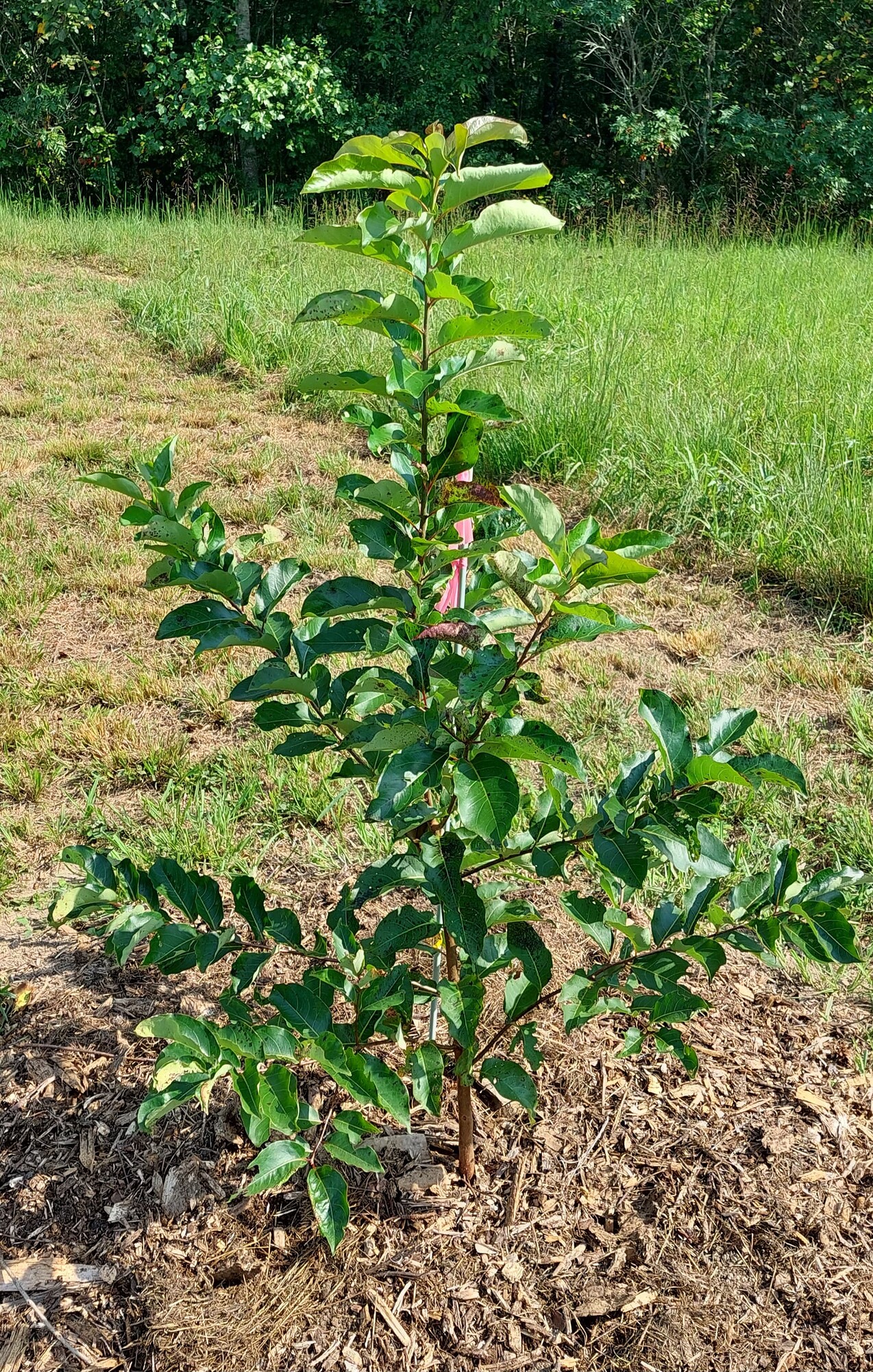 American Persimmon advice - General Fruit Growing - Growing Fruit