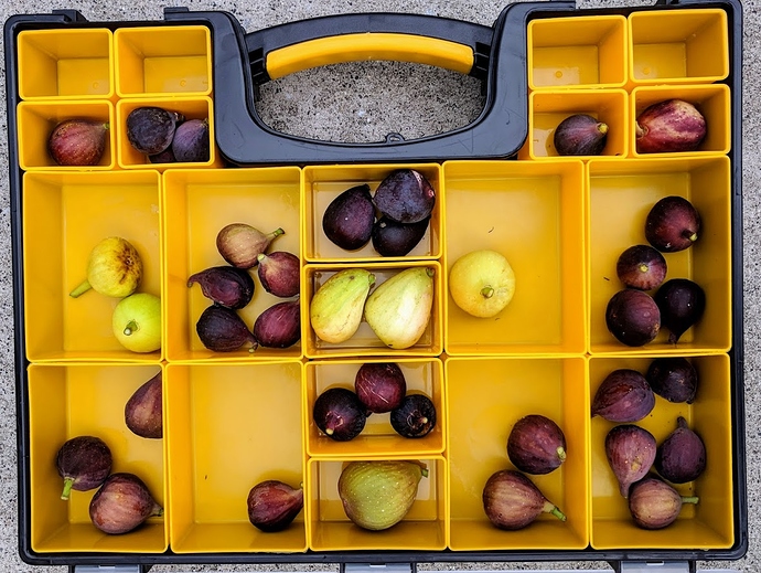 Harvest%2008-21-2019