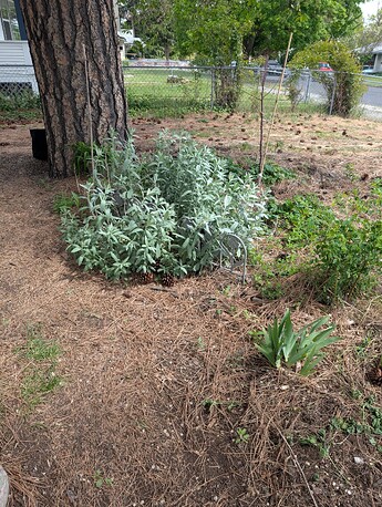 PXL_20250515_204942667