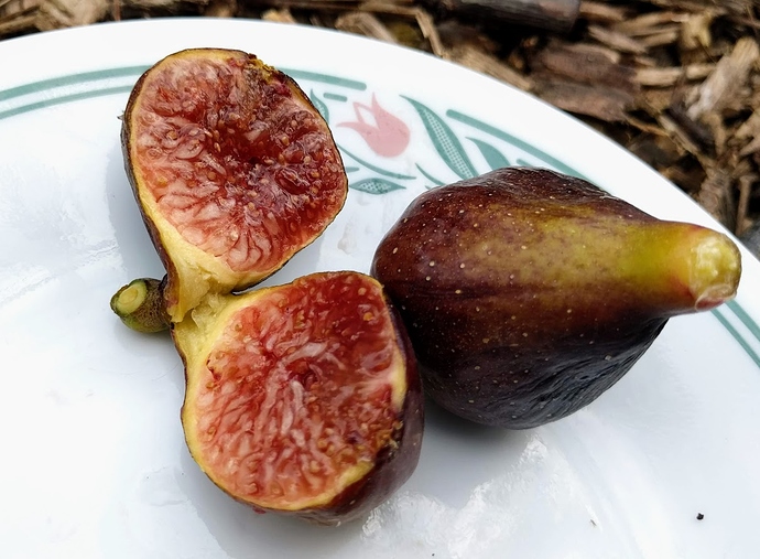 CDD%20Noir-4%2008-28-2019