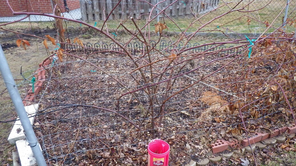 How Are the Brambles Doing After the Winter? General Fruit Growing