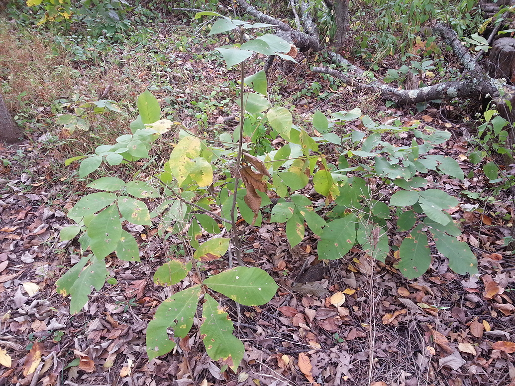 What Nut Trees in Northeast? General Fruit Growing Growing Fruit