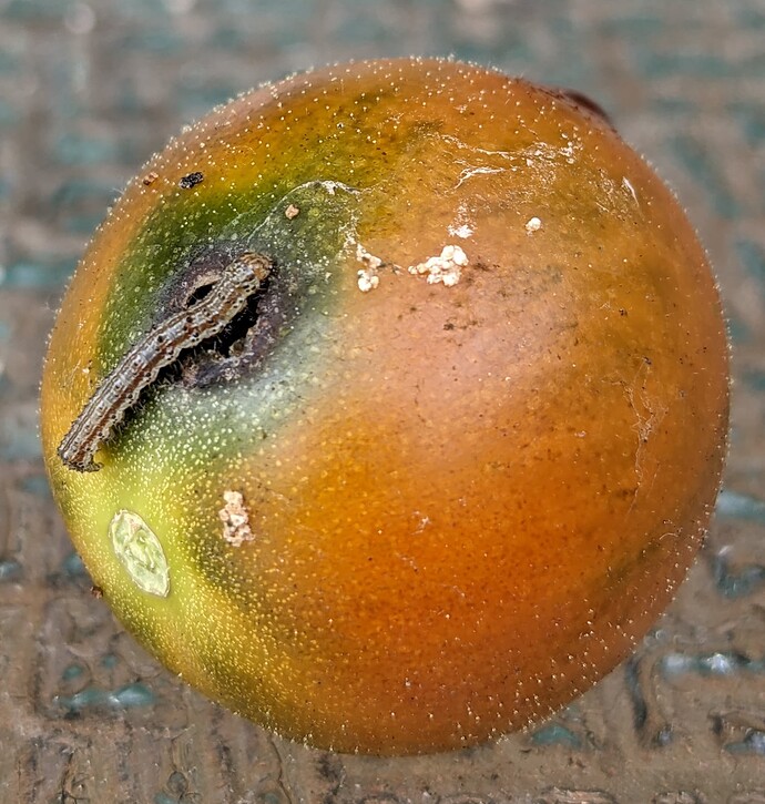 PXL_20221010_214619527.MP