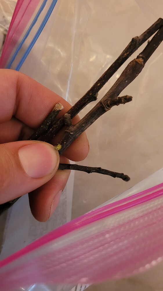 17324852323857751229402975111269