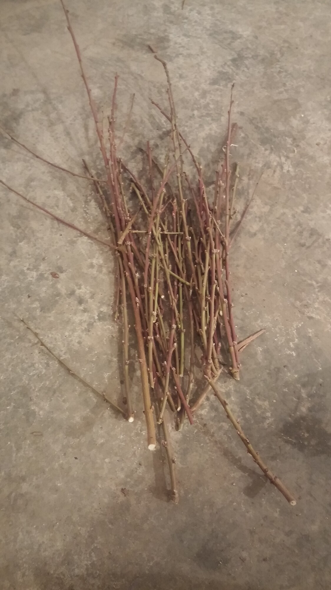 Pruning Spice Zee before and after General Fruit Growing Growing Fruit