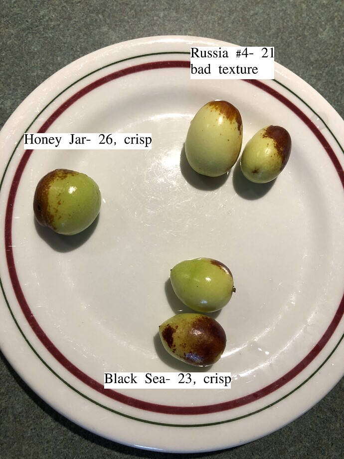 Jujube_09-30-2020