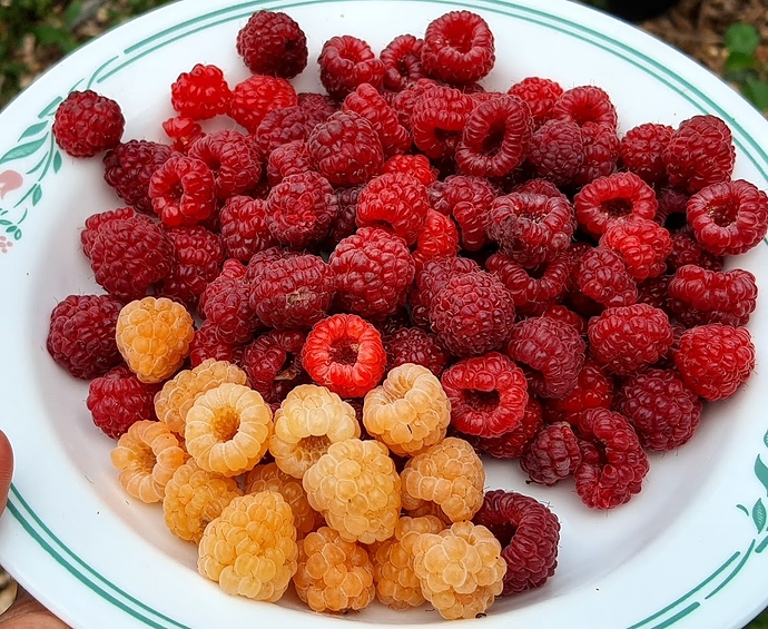 Raspberry%2009-02-2020