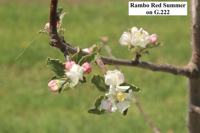 Rambo Red Summer