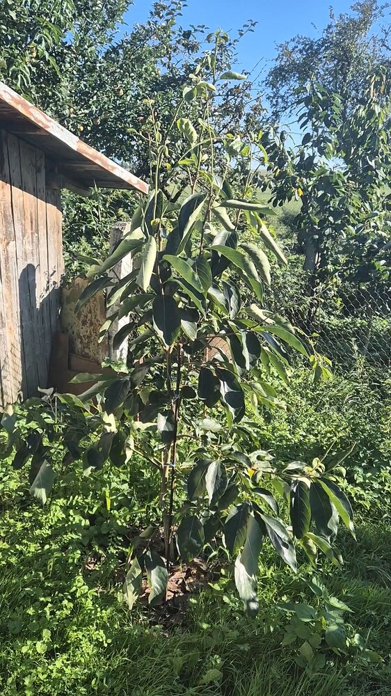 VideoCapture_20240822-195627