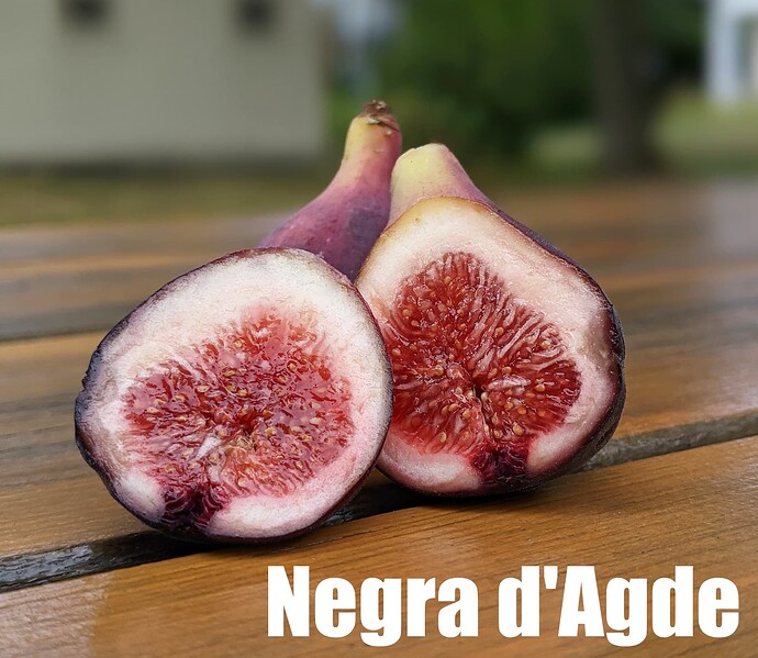 Negra d'Agde_2024d