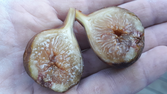 Brown%20Turkey%208-20-19%20(2)