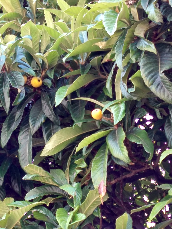 IMG_20190621_144223231_HDR