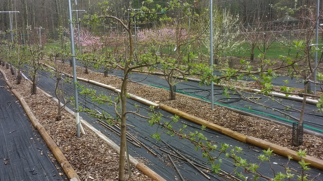 Weed fabric under fruit trees General Fruit Growing Growing Fruit