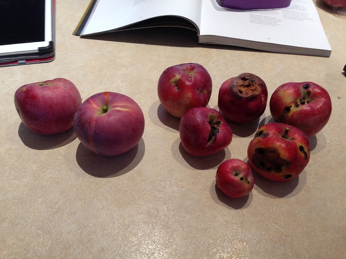 Disease resistant apples? General Fruit Growing Growing Fruit