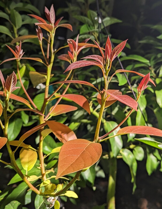 PXL_20230726_060205376