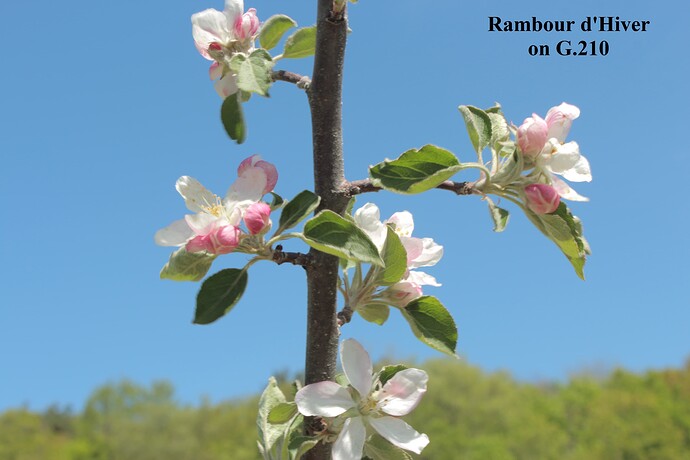 Rambour d'Hiver (1)