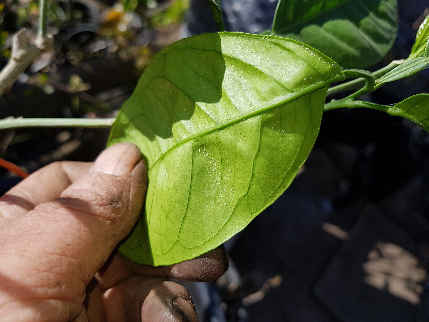 Lemon tree leaf pest problems General Fruit Growing Growing Fruit