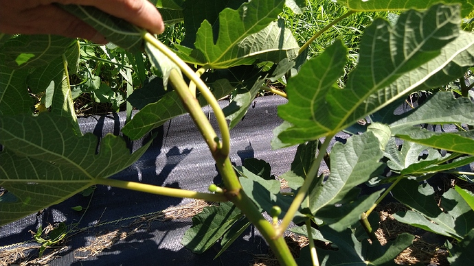 IMG_20200729_133615980