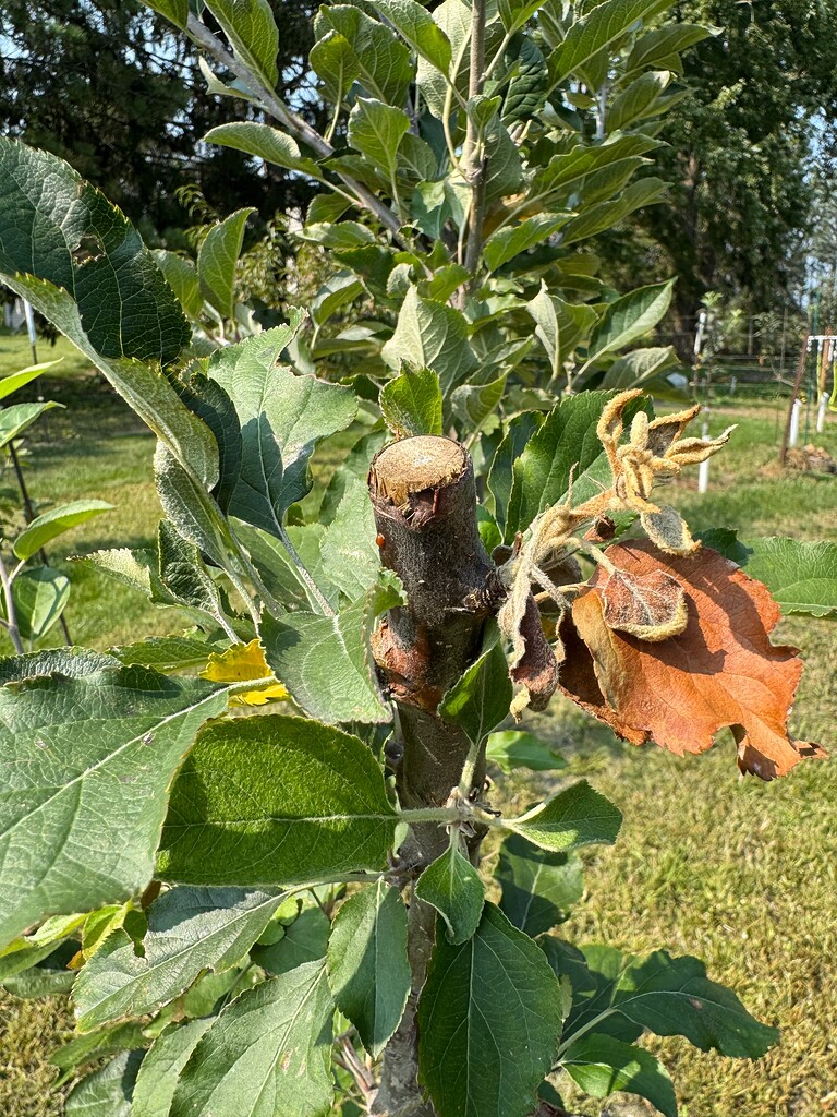 Treating fire blight with chemjet/streptomycin - General Fruit Growing ...