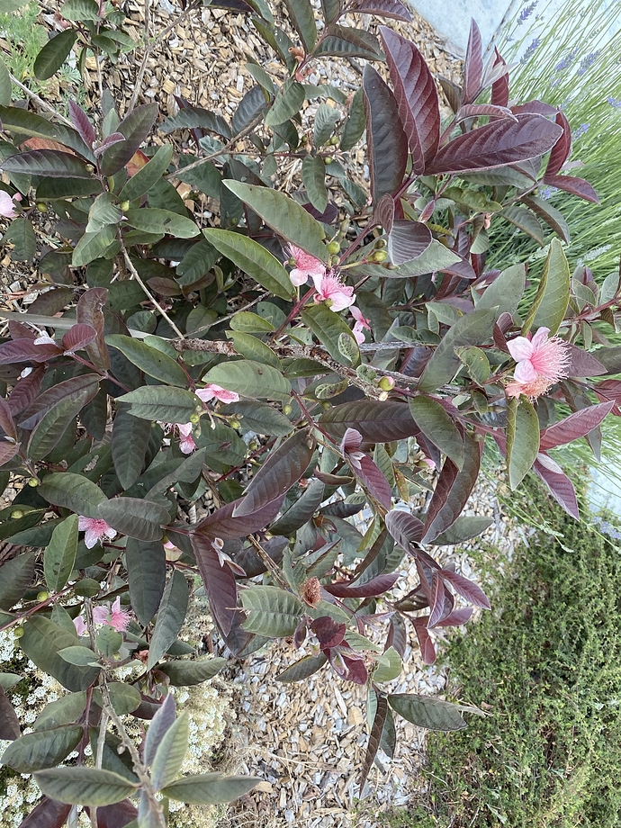 2AC5FB14-72B9-4D93-AF42-A17F1014BBB3