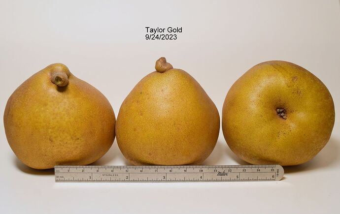 Taylor Gold 9-24-2023RS