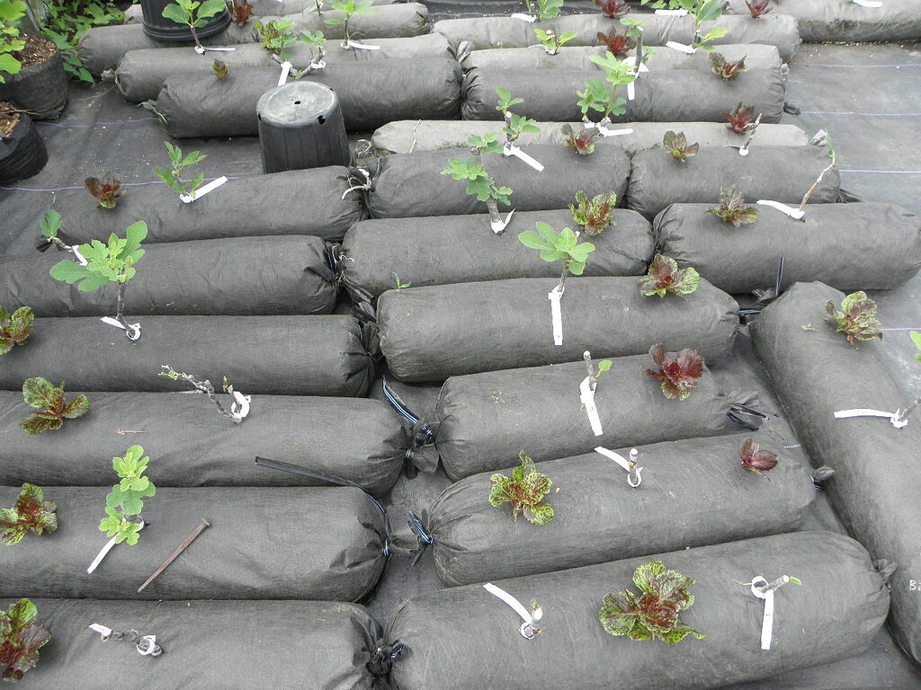 Growing fig trees in compost socks General Fruit Growing Growing Fruit