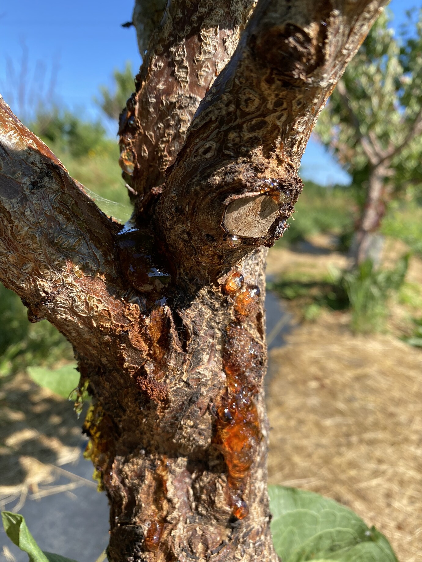 Apricot sap identification? General Fruit Growing Growing Fruit