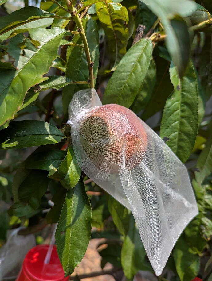 PXL_20250601_180633846