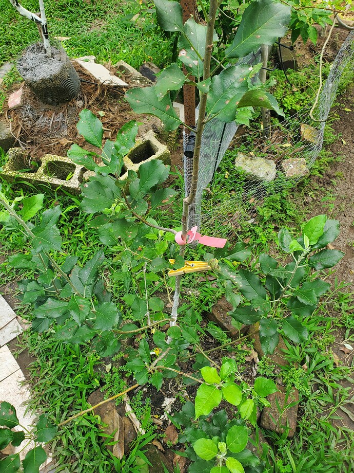 Pink Lady on Seedling Rootstock