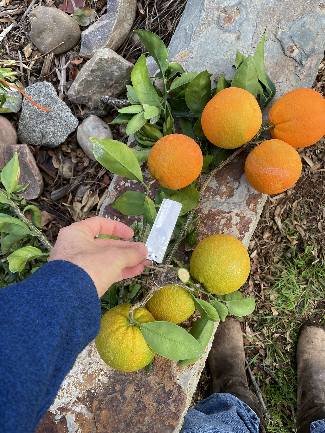 Navel oranges look unripe in San Diego General Fruit Growing
