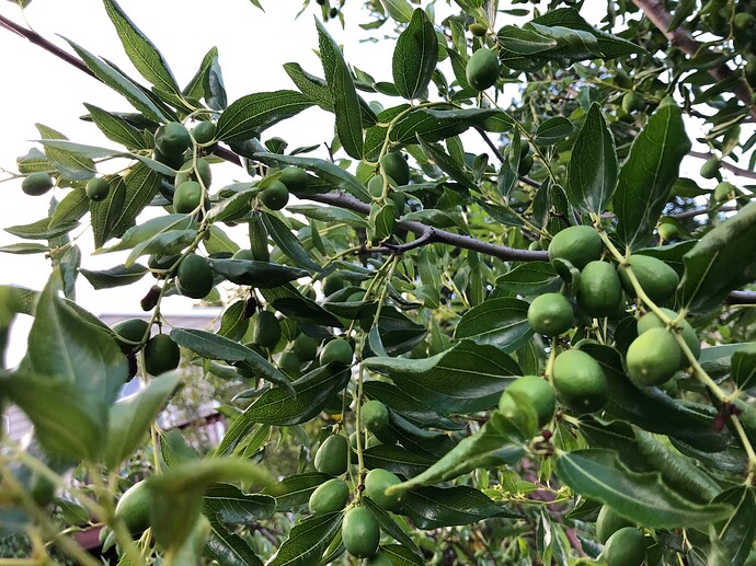 Honey_Jar_08-09-2022