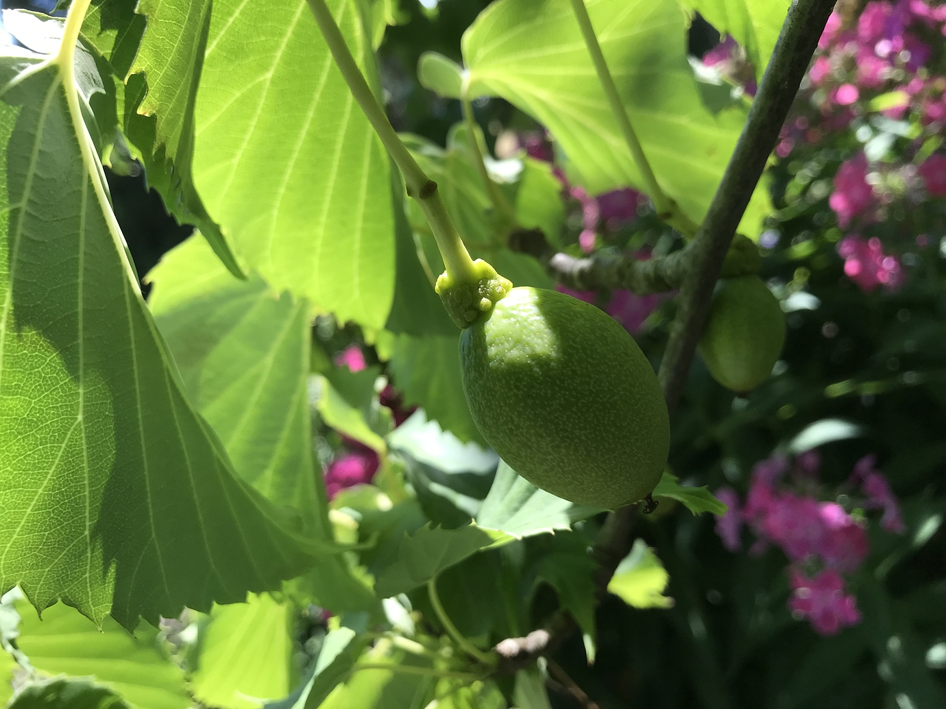 Fruit tree identification General Fruit Growing Growing Fruit