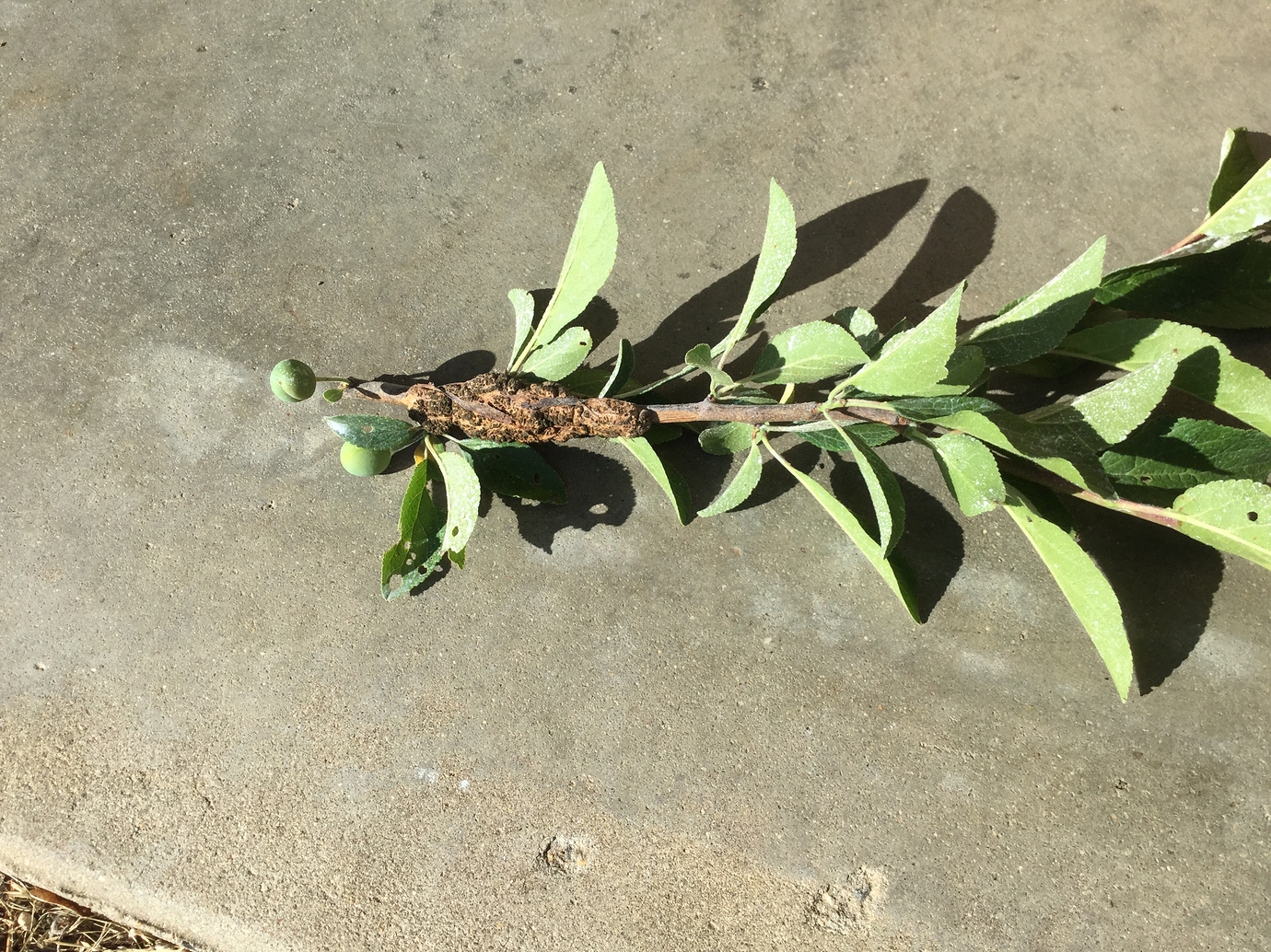 Plums and Pluots without black knot General Fruit Growing Growing Fruit